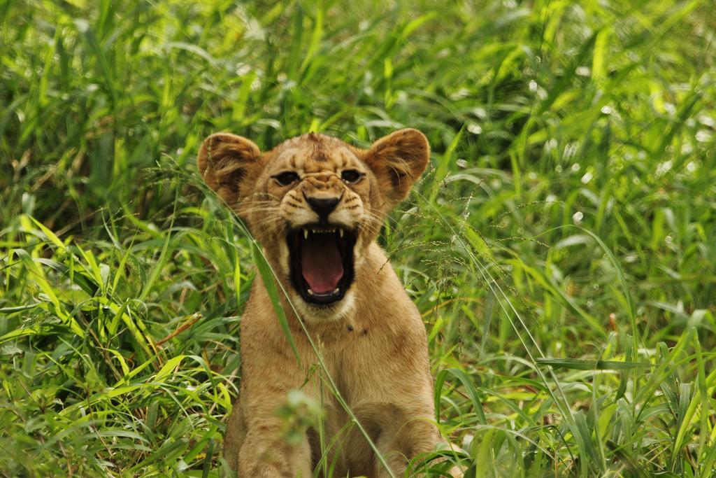 Leopard Mountain Safari Lodge Manyoni Private Game Reserve Exterior photo