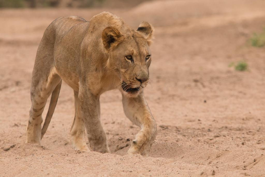 Leopard Mountain Safari Lodge Manyoni Private Game Reserve Exterior photo