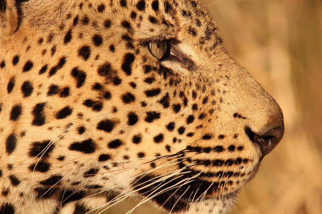 Leopard Mountain Safari Lodge Manyoni Private Game Reserve Exterior photo